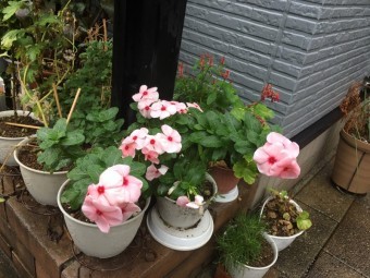 雨漏り調査の際に花壇に綺麗な花が咲いていました