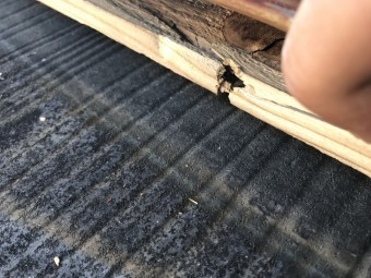 棟板金を止めていた貫板を抉るほどの強風だったのでしょう