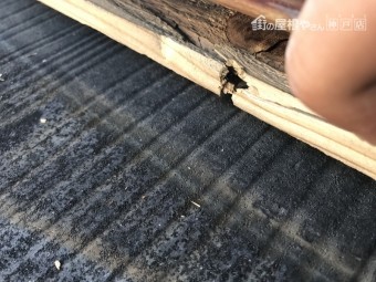 棟板金を止めていた貫板を抉るほどの強風だったのでしょう