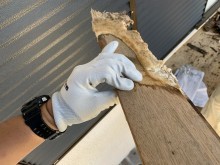 解体した軒天にはキノコが生えている状態です。