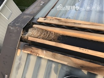 屋根に鳥の巣がありました。