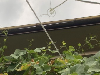 雨樋調査 樋のひび割れ