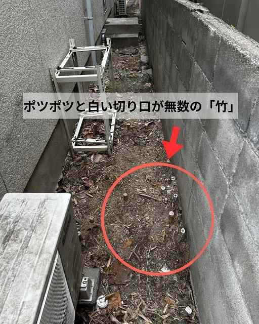 【芦屋市】医院様のご自宅をお手入れ！建物や配管を脅かす「竹の繁殖」を根絶し、美しく清潔なお庭へ再生｜街の屋根やさん神戸店