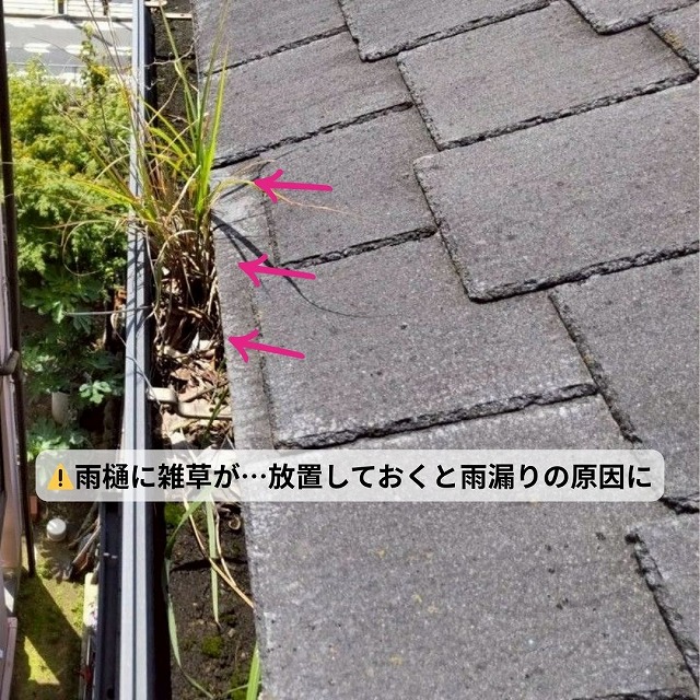 軒樋　草　雑草