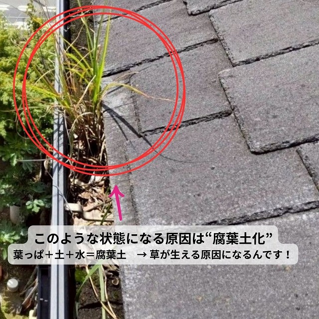 雨樋　雑草　繁殖