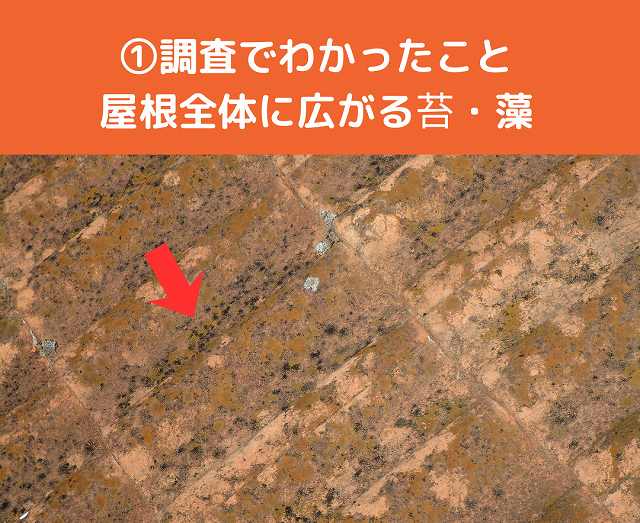 モニエル瓦　苔　藻