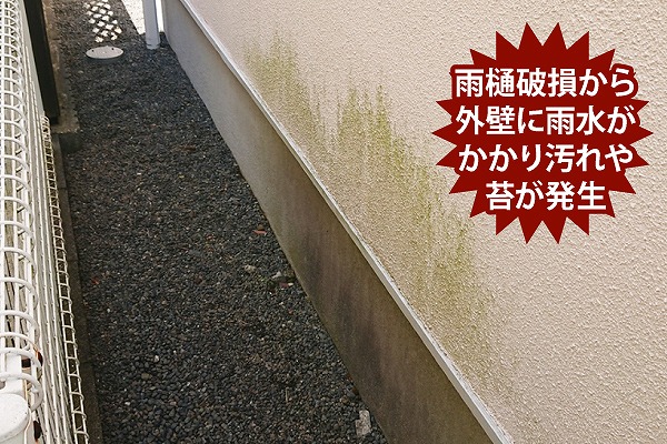 雨樋　破損　外壁　苔