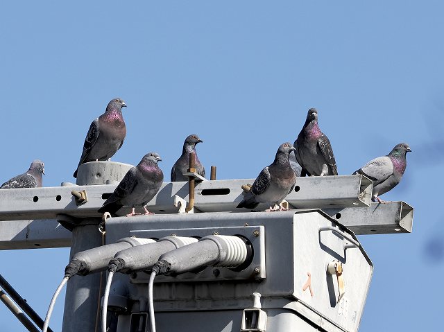 鳩の群れ