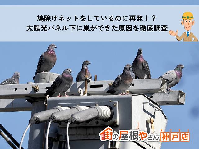 【神戸市・垂水区】鳩除けネットをしているのに鳩被害再発！？太陽光パネル下に巣ができた原因を徹底調査